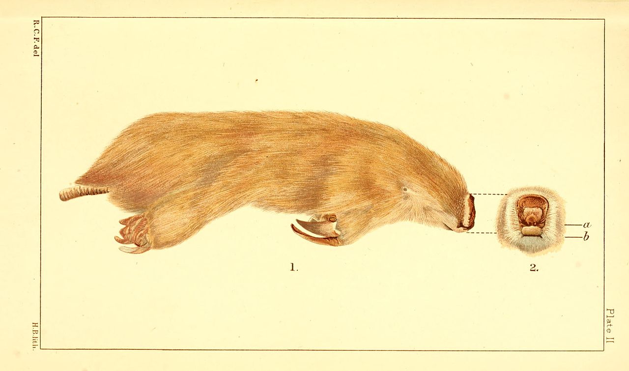 Placental Mammals and Their Marsupial Counterparts - Science World